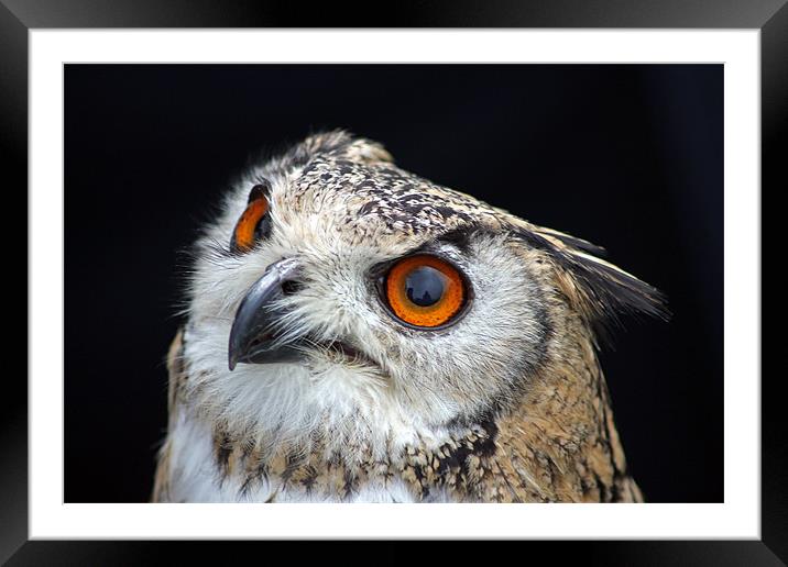 European Eagle Owl Framed Mounted Print by Tony Murtagh