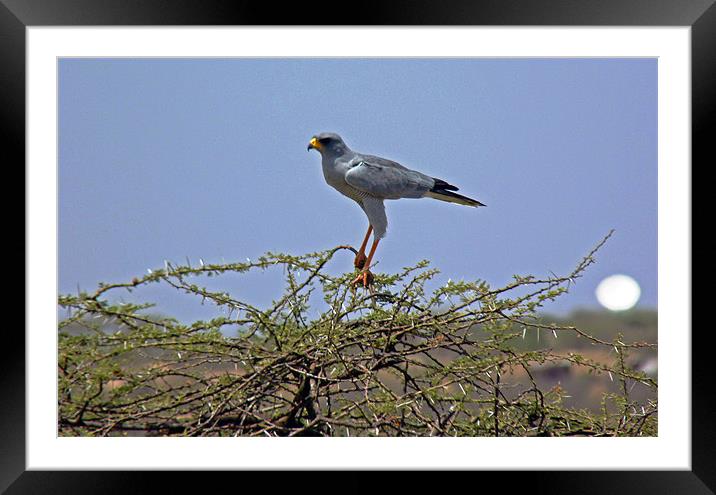 Eastern Pale Chanting Gosshawk Framed Mounted Print by Tony Murtagh