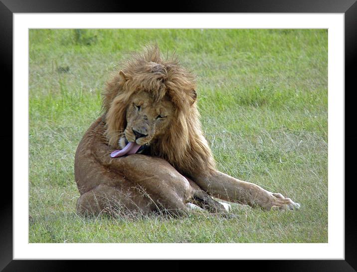 Lion Preening Framed Mounted Print by Tony Murtagh