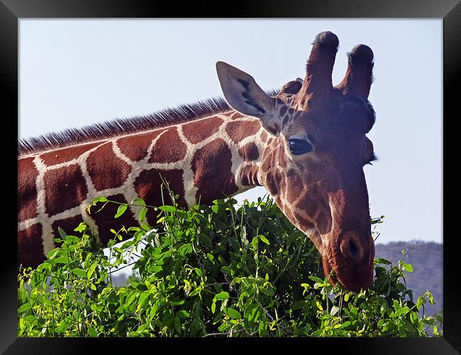 Reticulated Giraffe Framed Print by Tony Murtagh