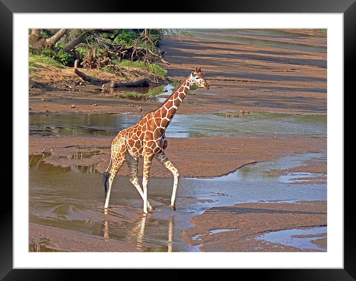 Reticulated Giraffe Framed Mounted Print by Tony Murtagh