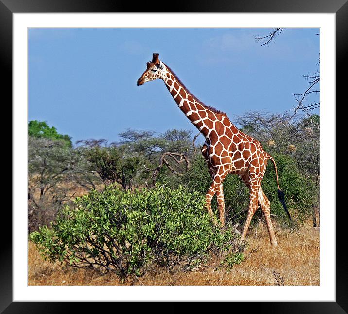 Giraffe against Blue Sky Framed Mounted Print by Tony Murtagh