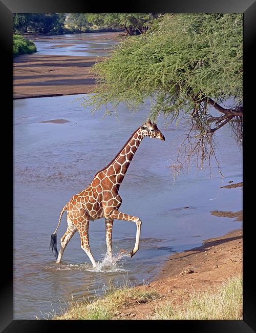 Giraffe Crossing Stream Framed Print by Tony Murtagh