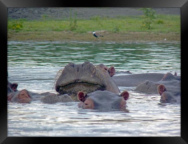 Hairy Hippo Framed Print by Tony Murtagh