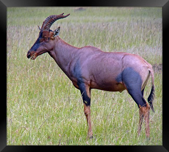 Topi Antelope Framed Print by Tony Murtagh