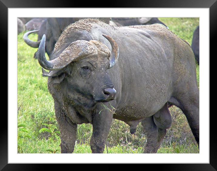 Cape Buffalo Framed Mounted Print by Tony Murtagh