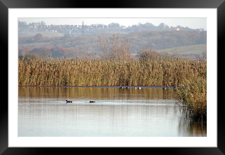 Otmoor Nature Reserve Framed Mounted Print by Tony Murtagh