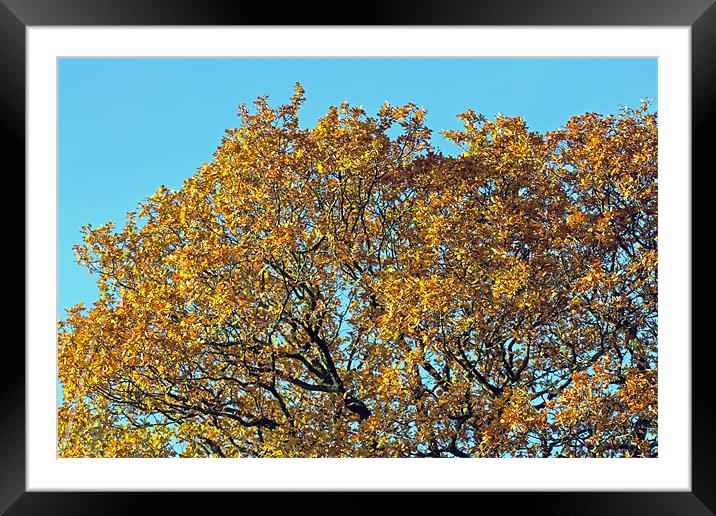 Autumn Gold Framed Mounted Print by Tony Murtagh