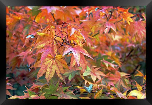 Autumn Leaves Framed Print by Tony Murtagh