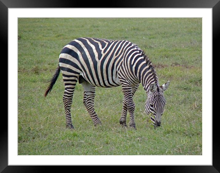 Zebra Grazing Framed Mounted Print by Tony Murtagh