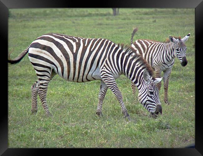 Zebra and Foal Framed Print by Tony Murtagh