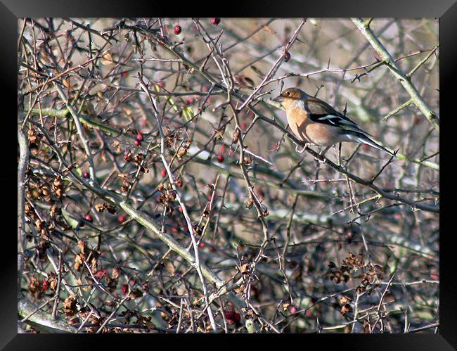 Chaffinch in Autumn Hedgerow Framed Print by Tony Murtagh