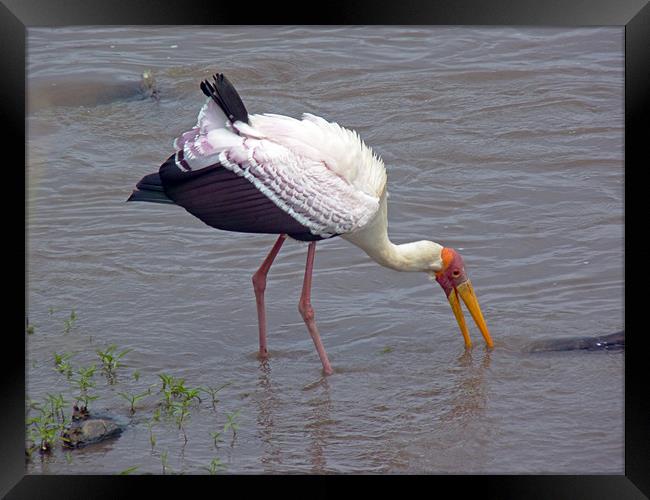 Yellow Billed Stork Framed Print by Tony Murtagh