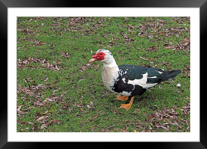Muscovy Duck Framed Mounted Print by Tony Murtagh