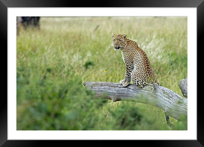 Leopard In Serengeti Framed Mounted Print by Tony Murtagh