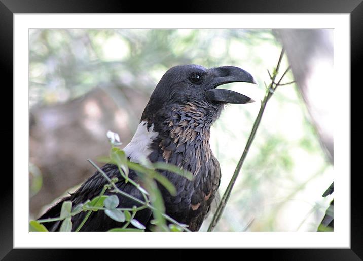 White naped raven Framed Mounted Print by Tony Murtagh