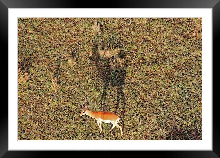 Gazelle on Serengeti Framed Mounted Print by Tony Murtagh