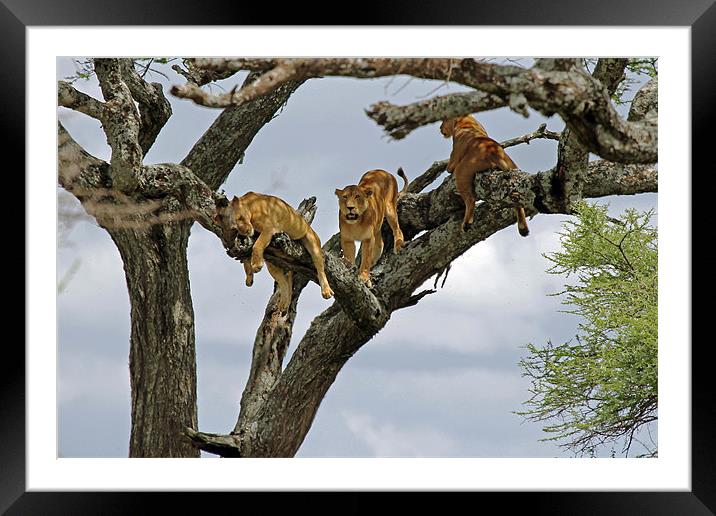 Tree Lions Framed Mounted Print by Tony Murtagh