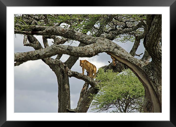 Lion up a tree Framed Mounted Print by Tony Murtagh