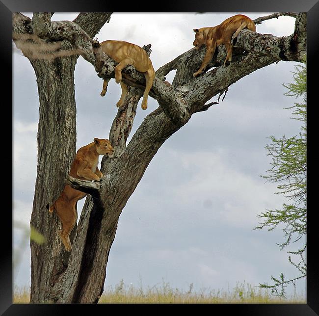 Lions climbing tree Framed Print by Tony Murtagh