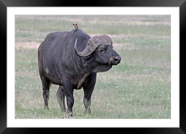 Cape Buffalo with Ox Peckers Framed Mounted Print by Tony Murtagh