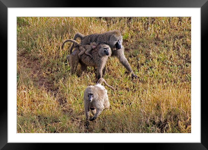 Baboon family Framed Mounted Print by Tony Murtagh