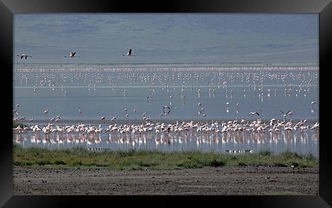 Flamingos in Ngorongoro Crater Tanzania. Framed Print by Tony Murtagh