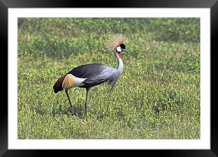 Grey crowned crane Framed Mounted Print by Tony Murtagh