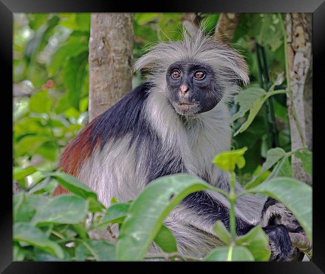 Zanzibar Red Colobus Monkey Framed Print by Tony Murtagh