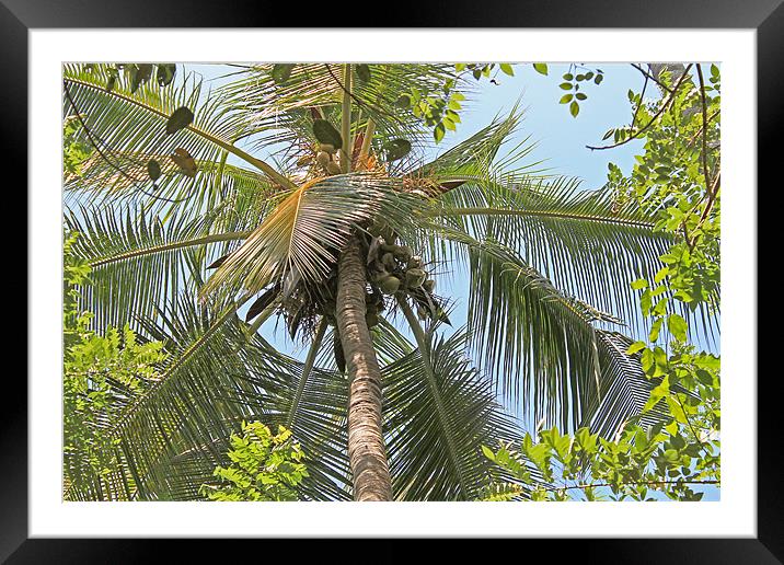 Coconut palm Framed Mounted Print by Tony Murtagh