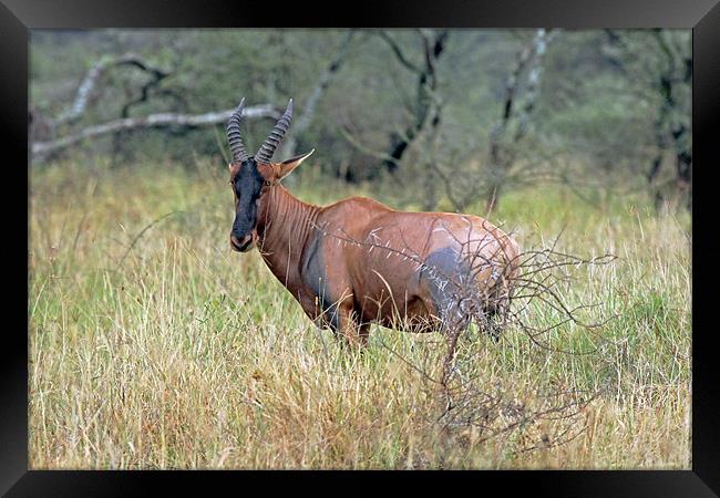 Topi antelope Framed Print by Tony Murtagh