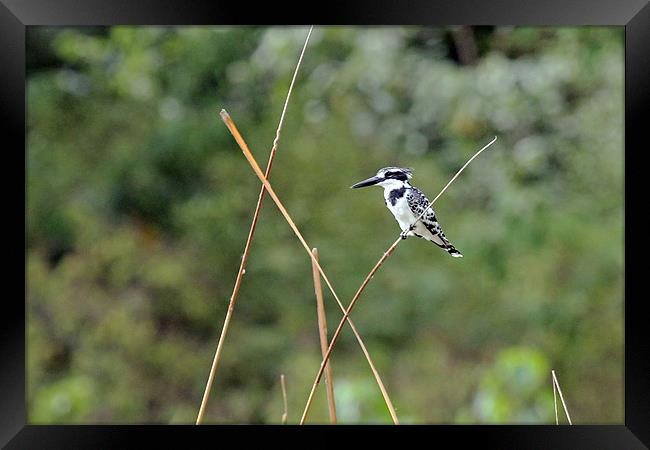 Pied Kingfisher Framed Print by Tony Murtagh