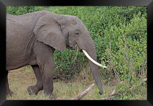 African Elephant Framed Print by Tony Murtagh