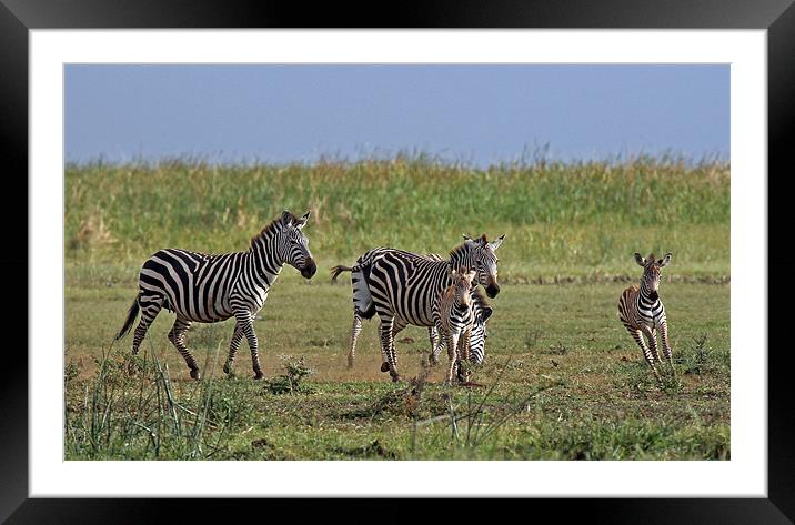 Zebra Family Framed Mounted Print by Tony Murtagh