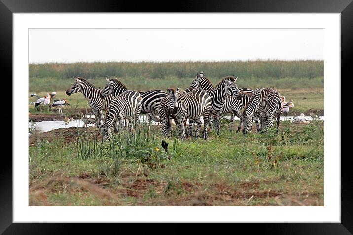 Zebra Group Framed Mounted Print by Tony Murtagh