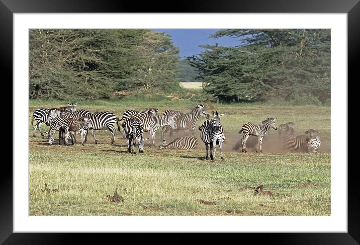 Zebra Dust Bath Framed Mounted Print by Tony Murtagh