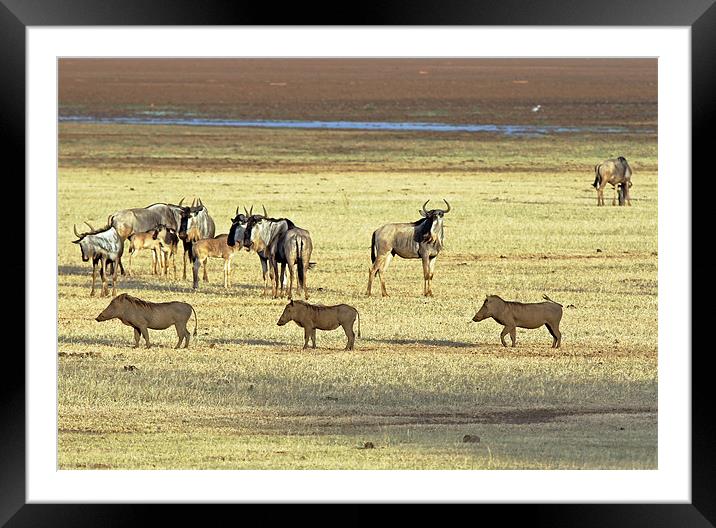 Wart Hogs and Wildebeest Framed Mounted Print by Tony Murtagh