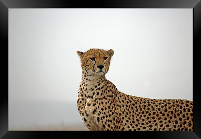 Cheetah in Serengeti. Framed Print by Tony Murtagh