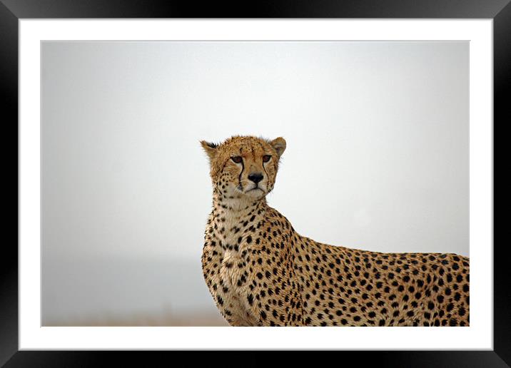 Cheetah in Serengeti. Framed Mounted Print by Tony Murtagh