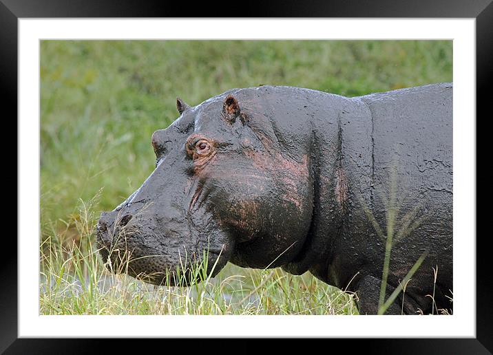hippopotamus Framed Mounted Print by Tony Murtagh