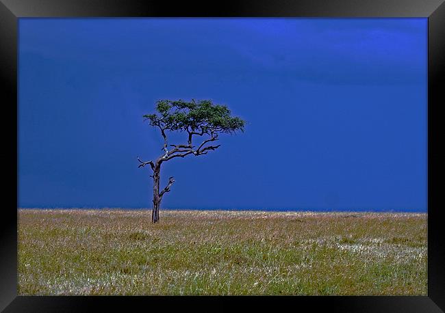 Tree on Serengeti Framed Print by Tony Murtagh