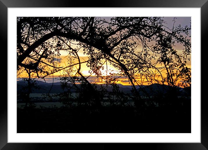 Serengeti sunset Framed Mounted Print by Tony Murtagh