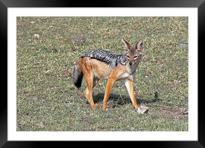 Black Backed Jackal Framed Mounted Print by Tony Murtagh