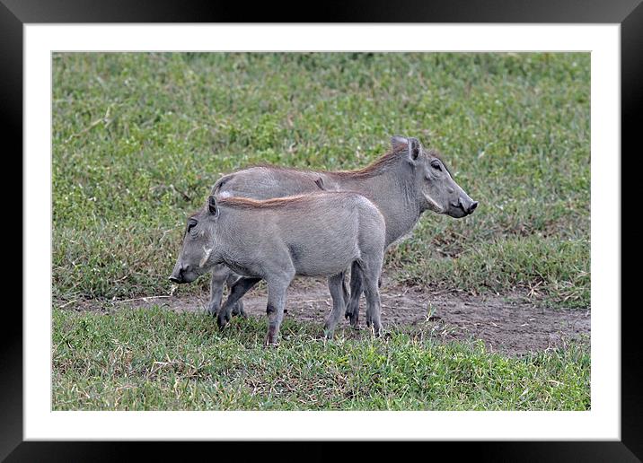 Warthog Framed Mounted Print by Tony Murtagh