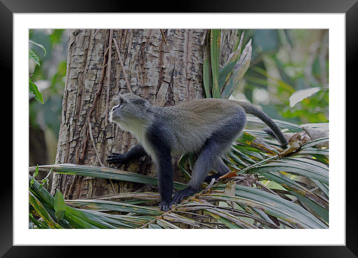 Blue monkey Framed Mounted Print by Tony Murtagh