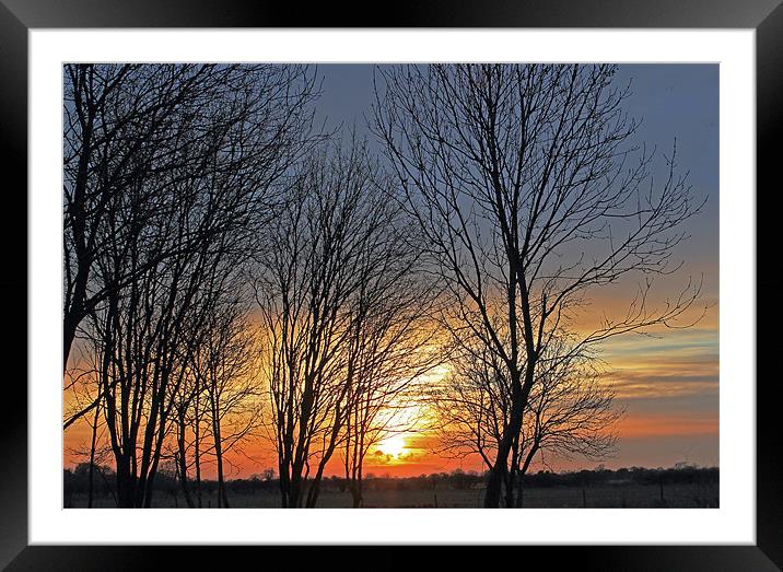 Trees at sunset Framed Mounted Print by Tony Murtagh
