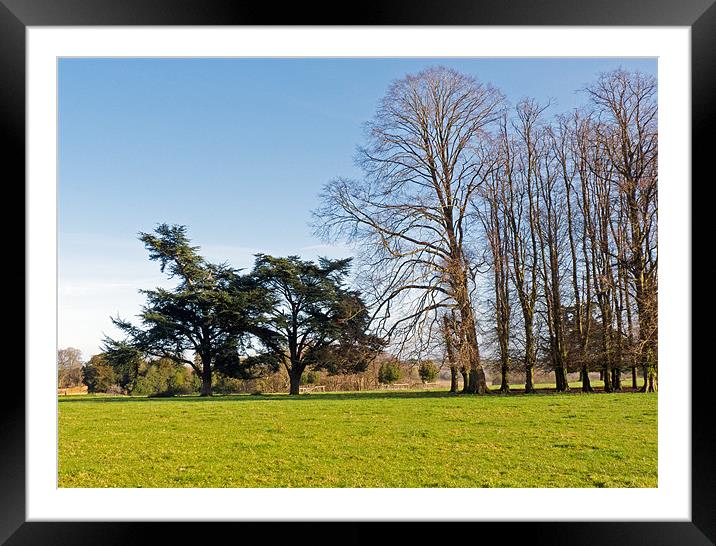 Tree Line Framed Mounted Print by Tony Murtagh