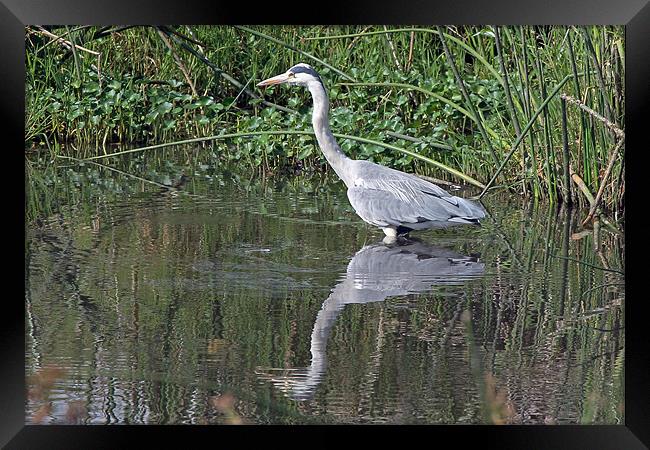 Grey Heron Framed Print by Tony Murtagh