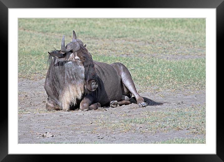 Wildebeest Resting Framed Mounted Print by Tony Murtagh
