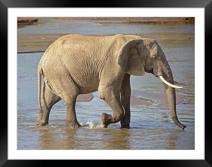 African elephant Framed Mounted Print by Tony Murtagh